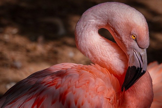 imagem de um flamingo
